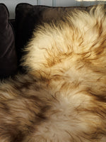 Isländskt mufflon fårskinn